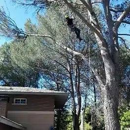  acceso con trepa a árbol
