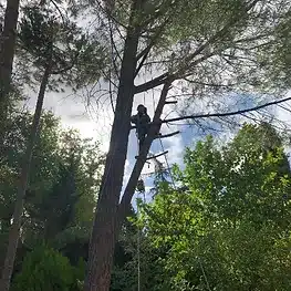 Tala de árboles peligrosos